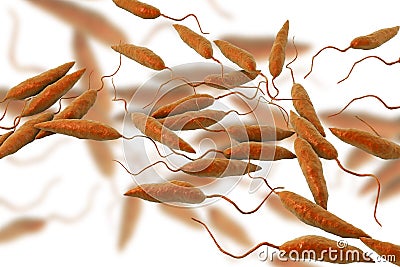 Promastigotes of Leishmania parasite Cartoon Illustration