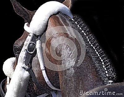 Braided Equine Art Stock Photo