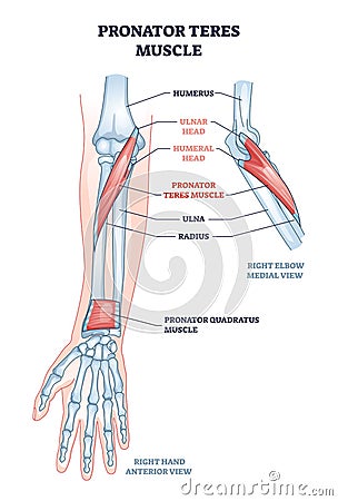 Pronator teres muscle with arm and elbow muscular system outline diagram Vector Illustration