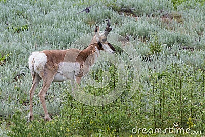 Prong horn antelope Stock Photo