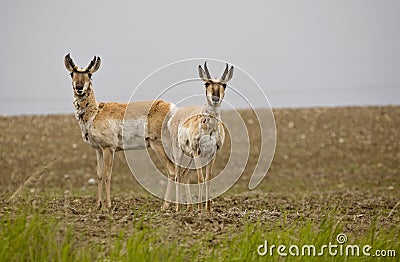 Pronghorn Antelope Stock Photo