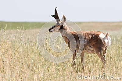 Pronghorn antelope Stock Photo