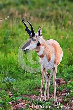 Pronghorn antelope grazing Stock Photo