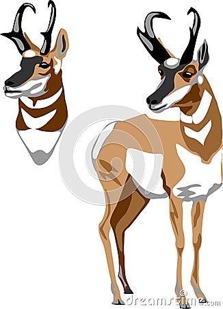 Pronghorn antelope vector Vector Illustration