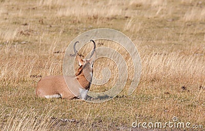 Pronghorn Buck Bedded Looking Away Stock Photo
