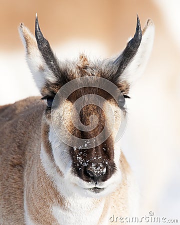 Pronghorn Portrait Stock Photo