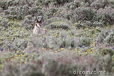 Pronghorn at Rest Stock Photo