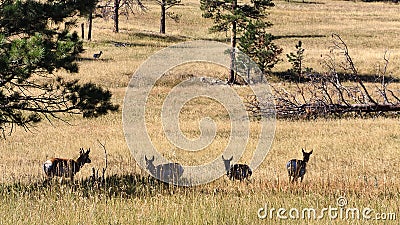 Pronghorn Sheep in Custer State Park, SD Stock Photo
