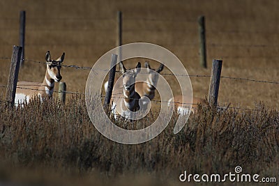 Pronghorn stare down Stock Photo
