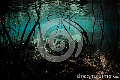 Prop Roots and Mangrove Forest Stock Photo