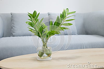 Propagate zz plant Stock Photo