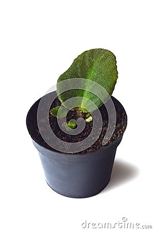 Propagating African violets Stock Photo