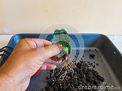 Propagating sanseveria snake plant from a single leaf Stock Photo
