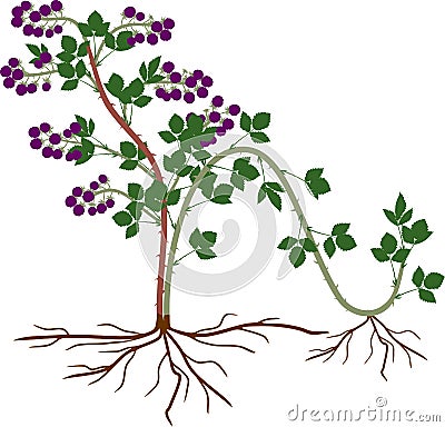 Propagation by layering. Blackberry plant vegetative reproduction scheme Vector Illustration