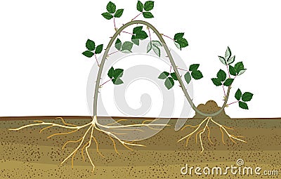 Propagation by layering. Blackberry plant vegetative reproduction scheme Vector Illustration