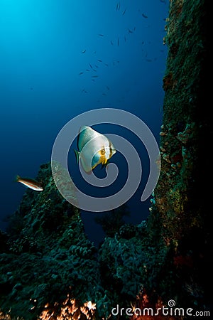 Propeller of the Dunraven Stock Photo