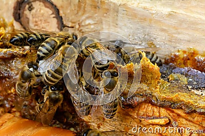 Propolis in the middle of a hive with bees. Bee glue. Bee products. Apitherapy. Apiculture. Stock Photo