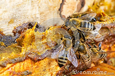 Propolis in the middle of a hive with bees. Bee glue. Bee products. Apitherapy. Apiculture. Stock Photo