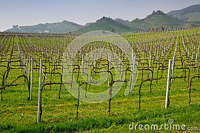 Prosecco grape vines Stock Photo