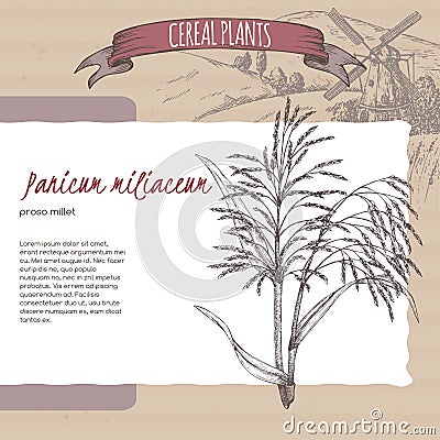 Proso millet aka Panicum miliaceum sketch. Cereal plants collection. Vector Illustration