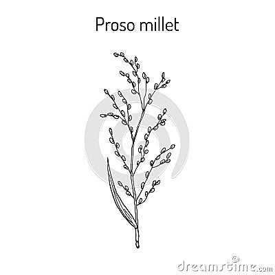 Proso millet Panicum miliaceum Vector Illustration