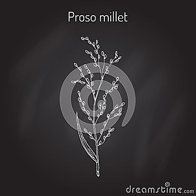 Proso millet Panicum miliaceum Vector Illustration