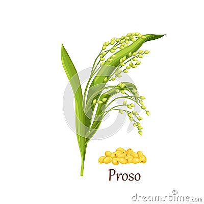 Proso millet (panicum miliaceum) spike Vector Illustration