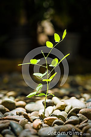 Prosperity Concept Abstract / Prosperity Concept / Prosperity Concept Abstract Illustrated by Sprout Stock Photo