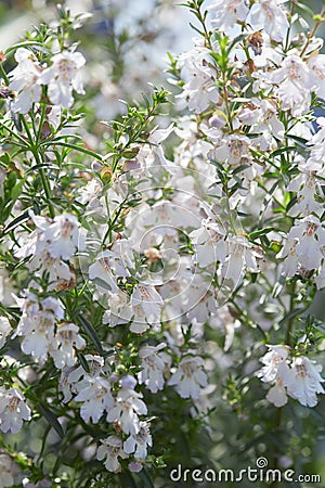 Prostanthera poorinda ballerina white flowers Stock Photo