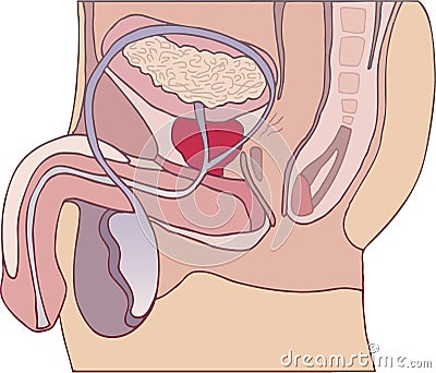 Prostate gland Vector Illustration