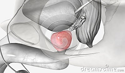 The prostate gland is an accessory organ of the male reproductiv Stock Photo