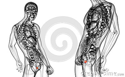 prostate gland Cartoon Illustration