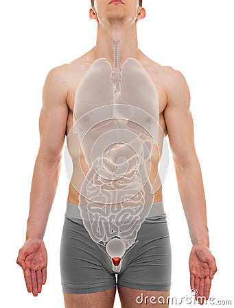 Prostate Male - Internal Organs Anatomy - 3D illustration Cartoon Illustration