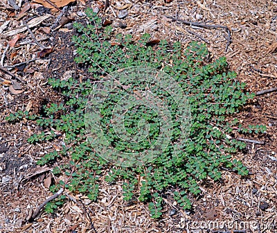 Prostate spurge supina Euphorbia plant Stock Photo