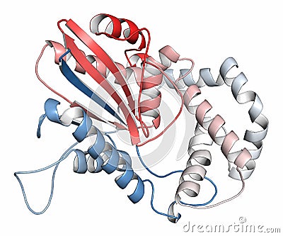 Prostatic acid phosphatase (PAP) protein. Biomarker of prostate cancer Stock Photo