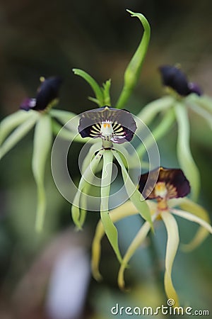 Prosthechea cochleata, the clamshell orchid or cockleshell orchid Stock Photo