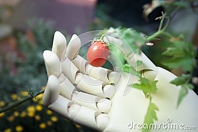 prosthetic hand holding a cherry tomato Stock Photo