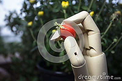 prosthetic hand holding cherry tomatoes Stock Photo