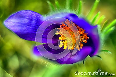 Prostrate flower or Dream-grass on a yellow background. lat. Pulsatilla Stock Photo