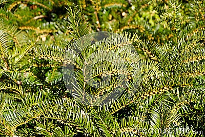 Prostrate Japanese Plum Yew perennial plant for ground cover Stock Photo