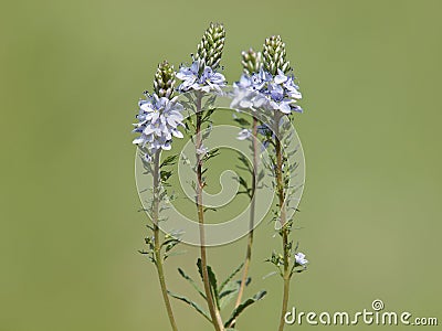 Prostrate speedwell or rock speedwell with pale blue flower, Veronica prostrata Stock Photo