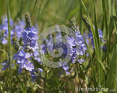 Prostrate speedwell or Rock speedwell - Veronica prostrata Stock Photo