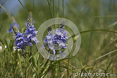 Prostrate speedwell or Rock speedwell - Veronica prostrata Stock Photo