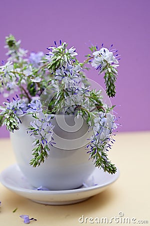 Prostrate Speedwells, Veronica flowers in small vase Stock Photo