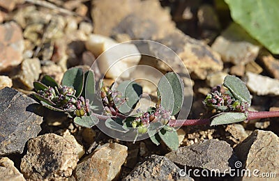 Prostrate Spurge Stock Photo