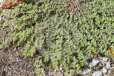 Prostrate Spurge or Prostrate Sandmat - Euphorbia prostrata - Low Growing Plant Stock Photo