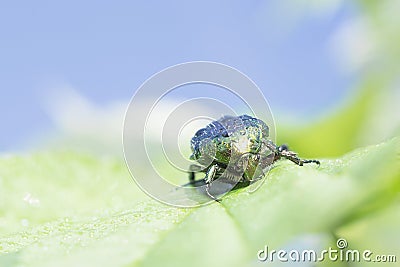 Protaetia aeruginosa Stock Photo