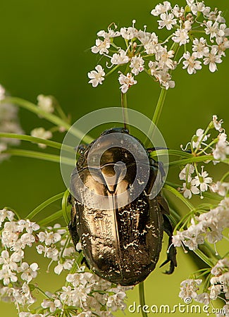 Protaetia marmorata Stock Photo