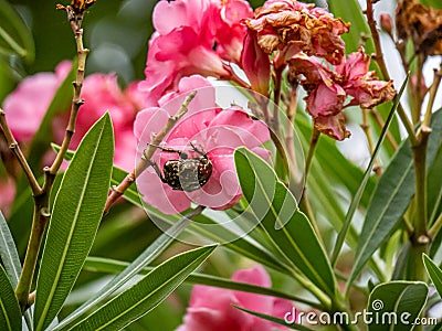 Protaetia orientalis oriental chaffer beetle in pink flower 1 Stock Photo