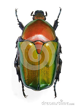 Protaetia (Potosia) cuprea ignicollis Stock Photo